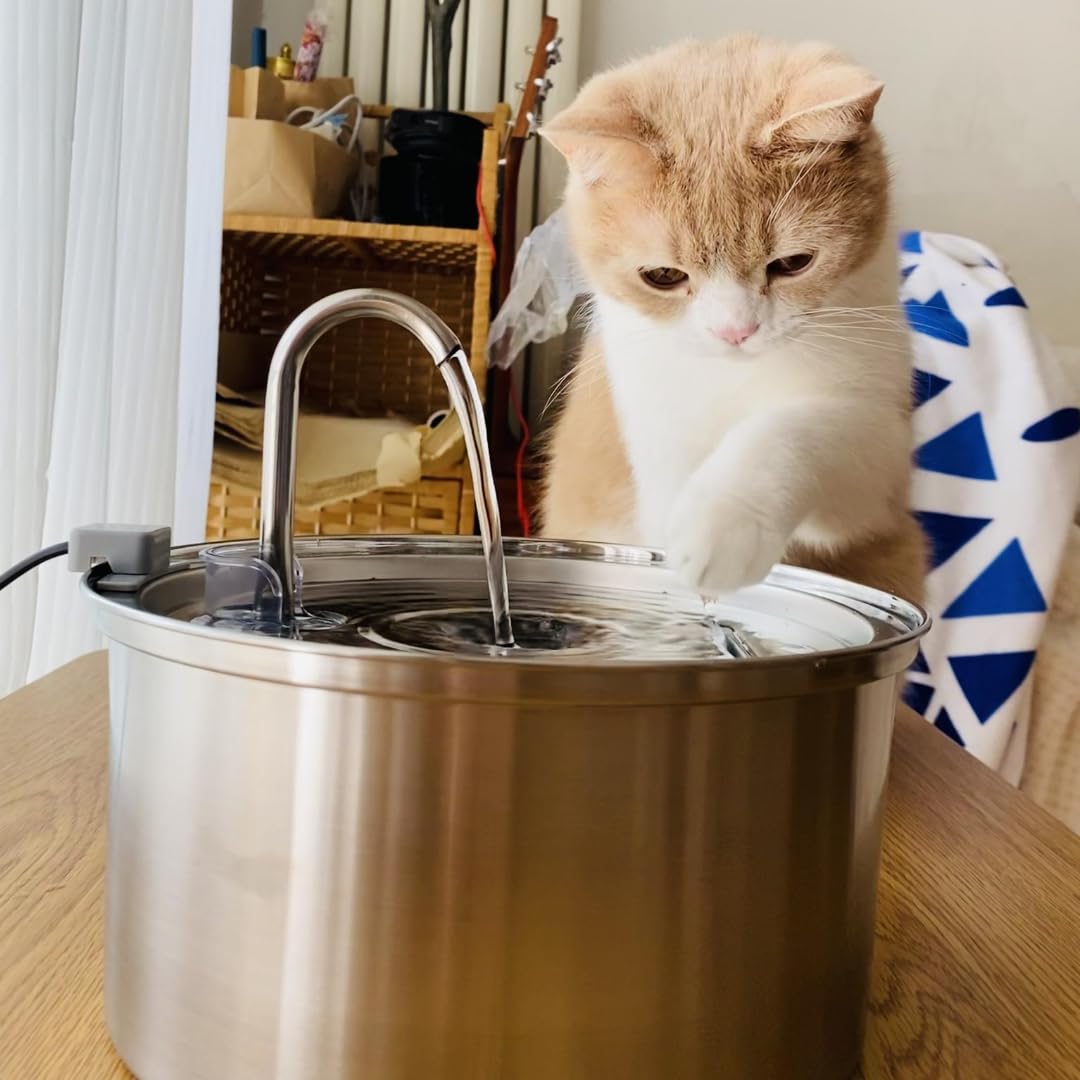 files/kittykitty_1.jpg